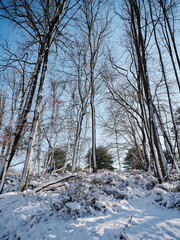 Bare trees in the blue sky after a snowfall. The view from Orange hiking trail around the gold course in North Park, Allegheny County, near Pittsburgh, Pennsylvania, USA