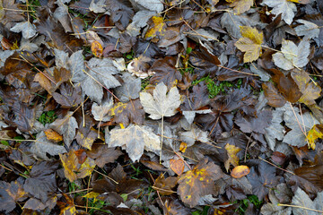 autumn leaves on the ground
