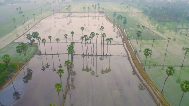 Aerial view of Dong Tan trees in green rice field in national park at sunset in Sam Khok district in rural area, Pathum Thani, Thailand. Nature landscape tourist attraction in travel trip concept.