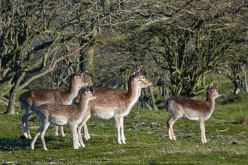Naklejka na ściany i meble family with young deer in the forest at the Netherland, waterleidingduinen Zandvoort