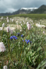 Amazing view of flowers in Altai Republic. Mountains, flower and grass of Siberia. Russia adventures. Mountain hiking in the Altai republic. Active holiday with family and friends.