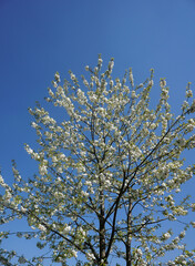 blossoming apple tree in spring