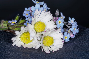Obraz premium daisies on a blue background