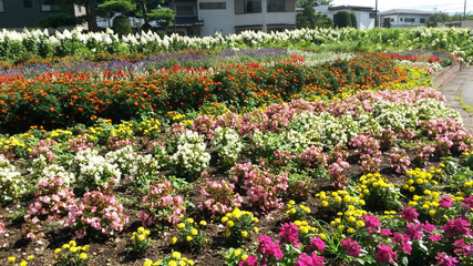 Fototapeta premium traveling around japan: Osaka, Tokyo, Fukuoka, Kyoto