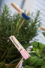 Oregano Wäscheklammer Kräuter Garten Hochbeet
pflanze Gewürz Kochen Gesund 