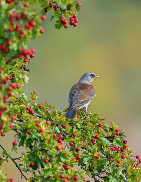 Fieldfare (Turdus pilaris).