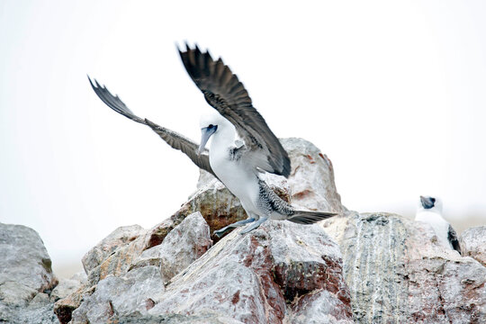 Peruvian Booby (Sula variegata) About to Take off from a Rock. Ballestas Islands, Paracas, Peru