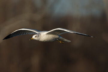 seagull in flight