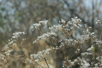 frozen grass in frost day. beautiful winter season background.Winter time copy space