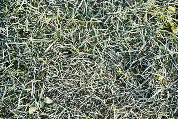 natural background. green grass covered with frost