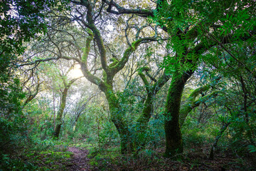 Trees covered with moss in the forest