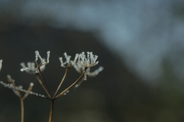 frozen grass in frost day. beautiful winter season background.Winter time copy space