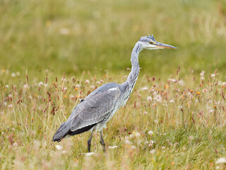 Grey heron bird standing in the field. Nature photography