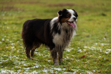 Bruno portret 2 © Robert Radowicz