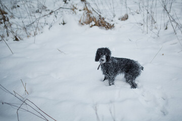 black dog in the snow