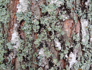 white-brown  bark of old birch, covered with green-blue lichen close-up