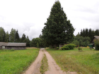 n earthen village road with grass, trees, sheds, houses and fir trees along the edges