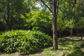 Trees on Tiger Hill (Huqiu), Suzhou, Jiangsu, China