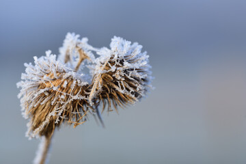 In winter, a close-up of a dry seed covered in hoarfrost and ice crystals against a blue background