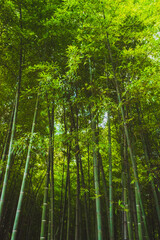 Fototapeta premium Bamboo forest on Tiger Hill (Huqiu), Suzhou, Jiangsu, China
