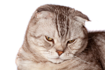 Beautiful portrait of Scottish Fold cat breed fold on white isolated background. Cute young silver-gray striped Scottish fold cat