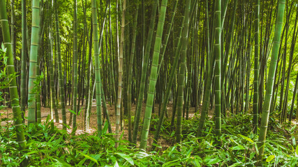Bamboo forest on Tiger Hill (Huqiu) in Suzhou, Jiangsu, China