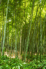 Fototapeta na wymiar Bamboo forest on Tiger Hill (Huqiu) in Suzhou, Jiangsu, China