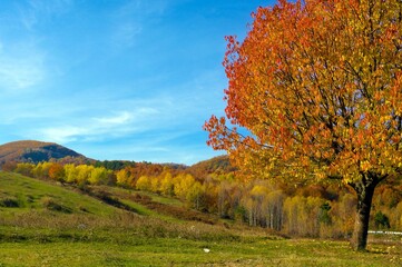 Naklejka premium autumn landscape with trees