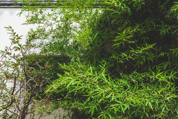 Plants in front of white wall  on Tiger Hill (Huqiu), Suzhou, Jiangsu, China