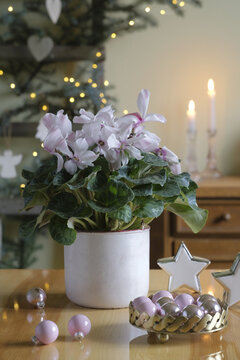 Cyclamen, Christmas table decoration