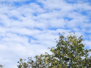 Fototapeta premium blue sky with white clouds over the treetops on a clear day