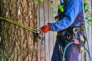 the climber attaches the safety system around the tree trunk. color