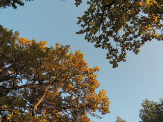 Obraz premium Light blue sky over yellow and golden crowns of autumn oaks