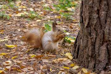 Squirrel on the autumn grass eating a nut