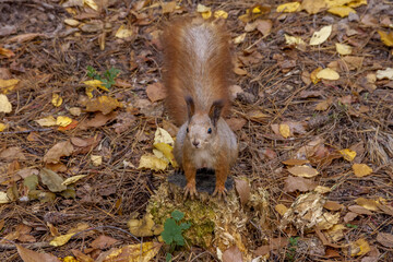 Naklejka na ściany i meble Squirrel sitting on the grass in the sun