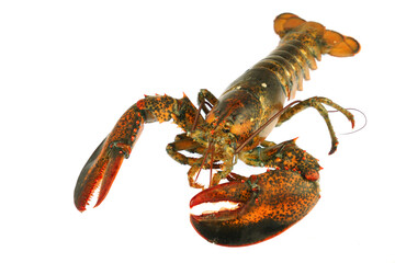 live lobster isolated on white background