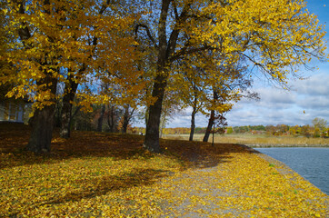 Obraz premium autumn in the park