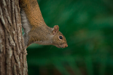 Obraz premium squirrel on a tree