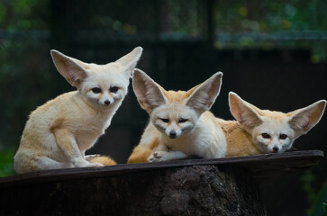 Fennec Fox Family