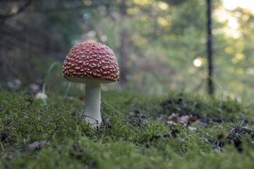 Amanita Muscaria, poisonous mushroom. Photo has been taken in the natural forest