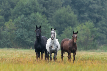 Trzy konie wielkopolskie na łące (kary, tarant, gniady), piękne konie pełnej krwi, konie na pastwisku