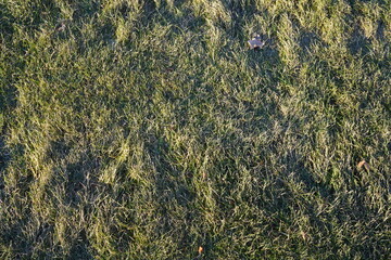 texture of the grass