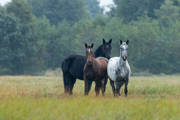 Trzy konie wielkopolskie na łące, piękne konie pełnej krwi, konie na pastwisku(gniady, kary i siwy) - obrazy, fototapety, plakaty