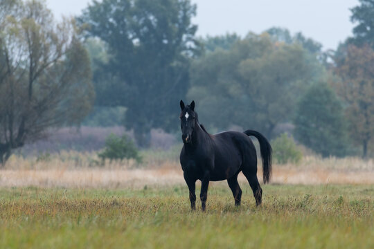 Piękny koń wielkopolski kary na łące
