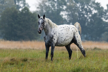Piękny koń wielkopolski na łące oddaje mocz, higiena konia, toaleta