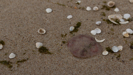 Jellyfish and shells on the beach of the Baltic Sea