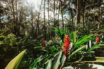 Fototapeta premium Green tropical forest with flowers with beautiful sunlight in Puerto Plata, Dominican Republic 