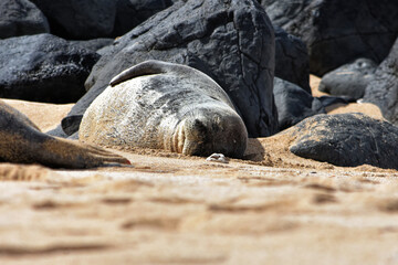 Endangered Hawaiian Monk Seal on Ho'okipa Beach, Maui, Hawaii