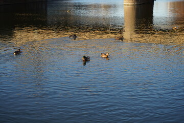 ducks on the water