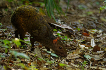 Central American agouti - Dasyprocta punctata brown mammal, rodent from the family Dasyproctidae, its range is from Mexico through Central America to Ecuador, Colombia and western Venezuela